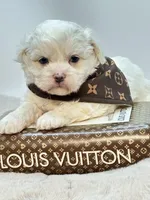 Charlie 💙, a male Shihpoo for sale in Pearson, GA – Photo 2 of 5