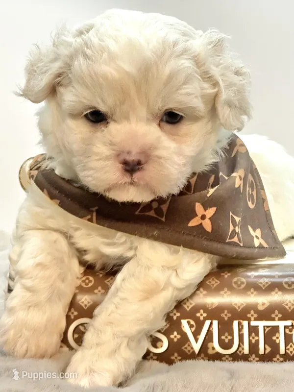 Charlie 💙 – Shihpoo puppy for sale in Pearson, GA