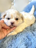 Charlie 💙, a male Shihpoo for sale in Pearson, GA – Photo 5 of 5