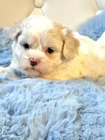 Charlie 💙, a male Shihpoo for sale in Pearson, GA – Photo 4 of 5