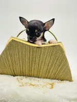 Micro Boy 💙, a male Chihuahua for sale in Pearson, GA – 9 of 10