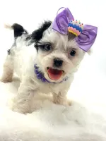 Tiny Lacy 🩷, a female Shihpoo for sale in Pearson, GA – 3 of 10