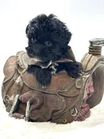 Oreo 💙, a male Yorkipoo for sale in Pearson, GA – 6 of 6