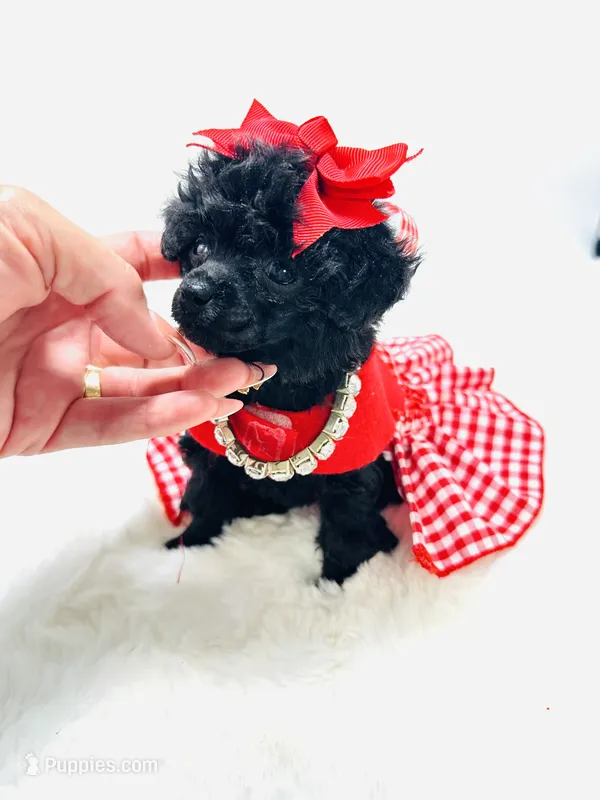 XX Tiny Girl 🎀 – Poodle - Toy  puppy for sale in Pearson, GA