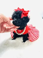 XX Tiny Girl 🎀, a female Poodle - Toy  for sale in Pearson, GA – 6 of 6