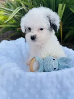 Tiny Blue Merle Boy 💙, a male Poodle - Toy  and Toy Australian Shepherd for sale in Pearson, GA – 2 of 6