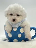 Snowball 💙, a male Poodle - Toy  and Toy Australian Shepherd for sale in Pearson, GA – 3 of 10