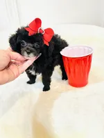 Tiny Toy Girl 🩷, a female Poodle - Toy  for sale in Pearson, GA – 10 of 10