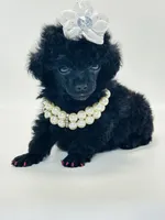 XX Tiny Anna Belle , a female Poodle - Toy  for sale in Pearson, GA – 4 of 7