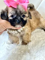 Sassy 🎀, a female Shihpoo for sale in Pearson, GA – 5 of 7
