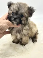 Xx Tiny Boy 💙, a male Shihpoo for sale in Pearson, GA – 4 of 5