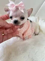 XXX Tiny Teacup Girl 🩷, a female Chihuahua for sale in Pearson, GA – 4 of 10