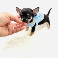 Micro Boy 💙, a male Chihuahua for sale in Pearson, GA – 5 of 10