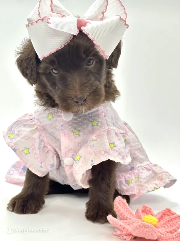 Lucy Lou  – Soft Coated Wheaten Terrier, Poodle - Miniature  puppy for sale in Pearson, GA