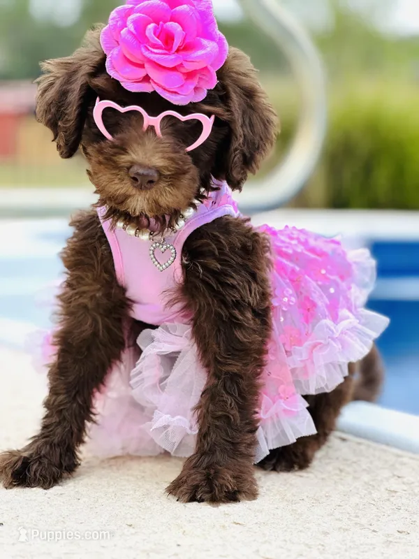 Lucy Lou  – Soft Coated Wheaten Terrier, Poodle - Miniature  puppy for sale in Pearson, GA