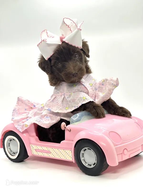 Lucy Lou  – Soft Coated Wheaten Terrier, Poodle - Miniature  puppy for sale in Pearson, GA