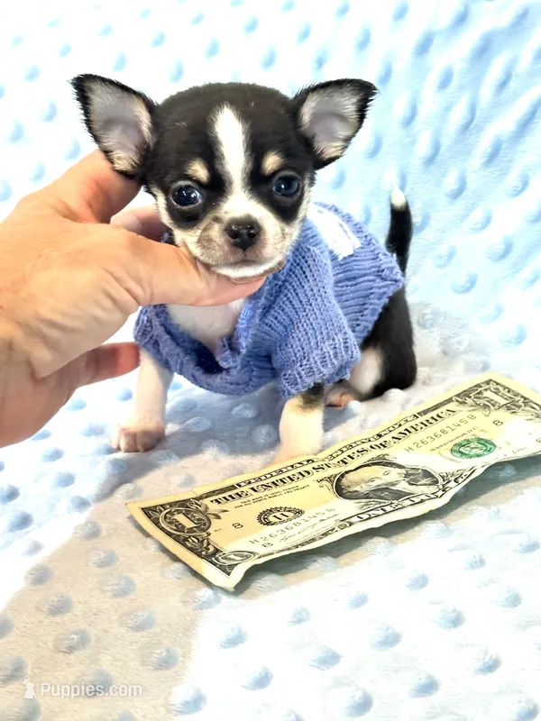 Micro Tiny Boy 💙 – Chihuahua puppy for sale in Pearson, GA