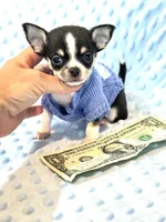Micro Tiny Boy 💙, a male Chihuahua for sale in Pearson, GA – 1 of 5