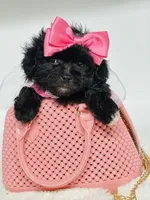 Bella 🩷, a female Maltipoo for sale in Pearson, GA – 7 of 8