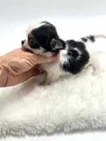Going home to Kansas 🩷, a female Chihuahua for sale in Pearson, GA – 4 of 10