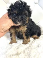 Bentley ❤️, a male Yorkipoo for sale in Pearson, GA – 6 of 7