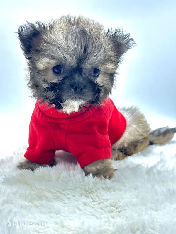 Xx Tiny Boy 💙 – Shihpoo puppy for sale in Pearson, GA