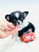 Micro Tiny long coat Boy 💙, a male Chihuahua for sale in Pearson, GA – 3 of 6
