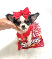 XXX Tiny Teacup Dolly 🎀, a female Chihuahua for sale in Pearson, GA – 10 of 10
