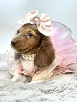 Going Home with Tee❤️, a female Miniature Dachshund for sale in Pearson, GA – 5 of 10