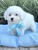 Tiny Blue Eye Boy 💙, a male Poodle - Toy  and Toy Australian Shepherd for sale in Pearson, GA – 5 of 10