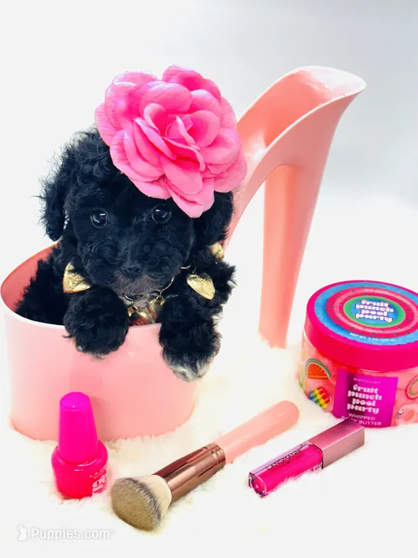 Yorkiepoo Girl 🩷 – Yorkipoo puppy for sale in Pearson, GA