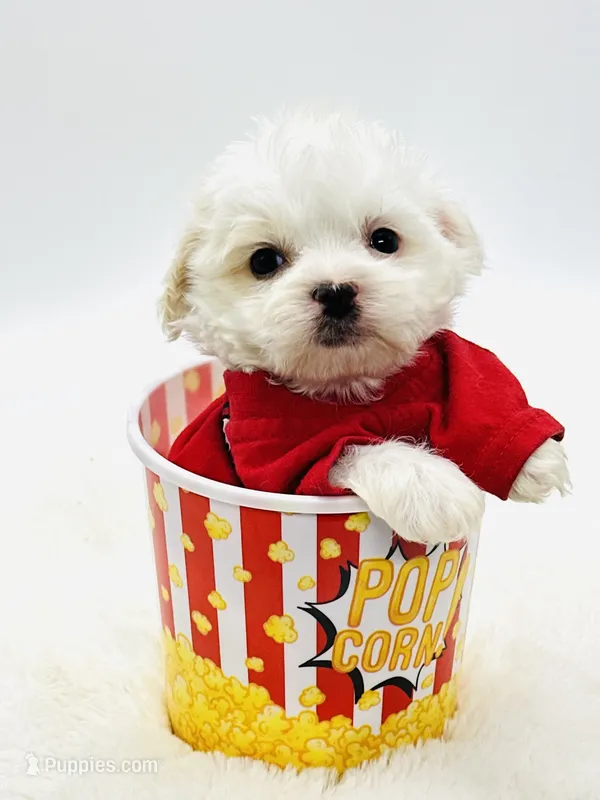Tiny Teddy 💙 – Shihpoo puppy for sale in Pearson, GA