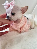 XXX Tiny Teacup Girl 🩷, a female Chihuahua for sale in Pearson, GA – 10 of 10