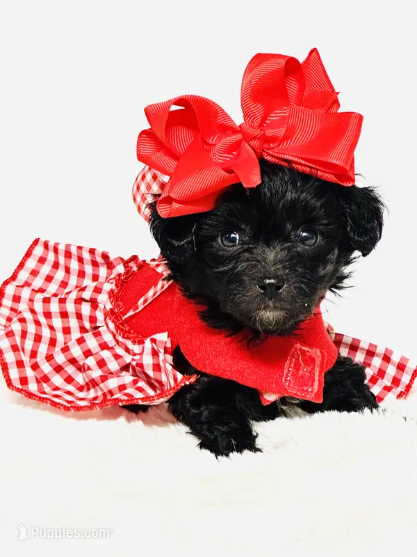 Bella 🩷 – Maltipoo puppy for sale in Pearson, GA