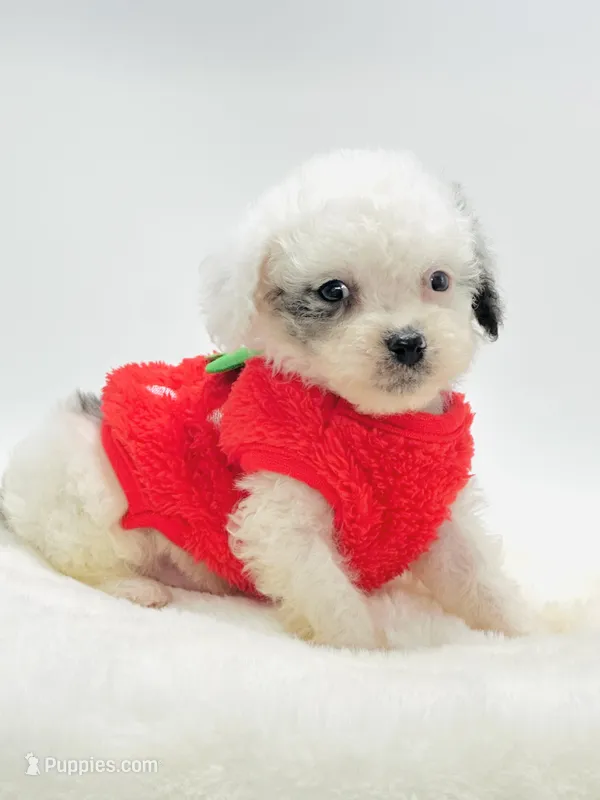 Blue Merle Boy 💙 – Poodle - Toy , Toy Australian Shepherd puppy for sale in Pearson, GA