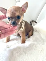 Tiny Bailey 💙, a male Chihuahua for sale in Pearson, GA – 2 of 4