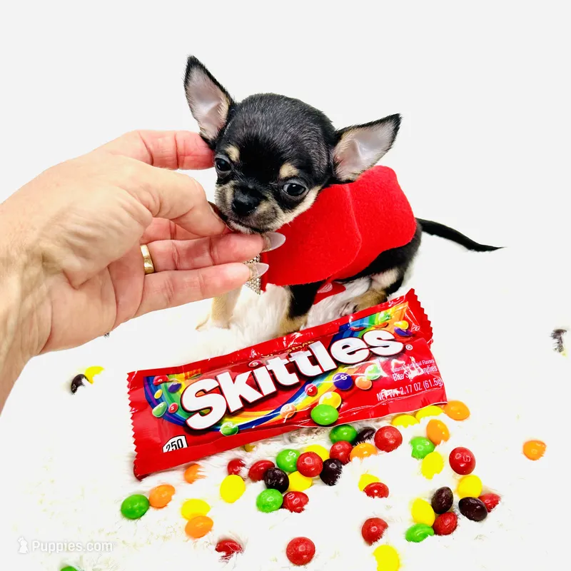 Micro Boy 💙 – Chihuahua puppy for sale in Pearson, GA