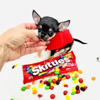 Micro Boy 💙, a male Chihuahua for sale in Pearson, GA – 1 of 10