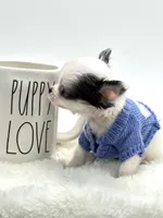 Micro Tiny Peanut 💙, a male Chihuahua for sale in Pearson, GA – 3 of 9