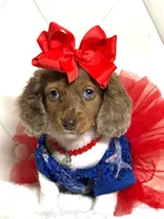 Lily Grace , a female Miniature Dachshund for sale in Pearson, GA – 5 of 10