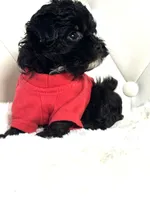 Oreo 💙, a male Yorkipoo for sale in Pearson, GA – 5 of 6
