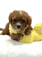 Tiny Teddy 💙, a male Cavapoo for sale in Pearson, GA – 7 of 7