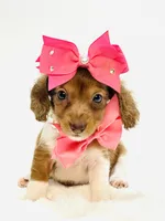 Bella Ray 🩷, a female Miniature Dachshund for sale in Pearson, GA – 3 of 7