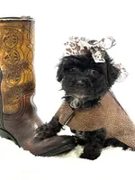 Yorkiepoo Girl 🩷, a female Yorkipoo for sale in Pearson, GA – 4 of 4