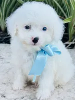 Tiny Blue Eye Boy 💙, a male Poodle - Toy  and Toy Australian Shepherd for sale in Pearson, GA – 2 of 10