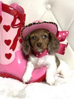 Lily Grace , a female Miniature Dachshund for sale in Pearson, GA – 10 of 10