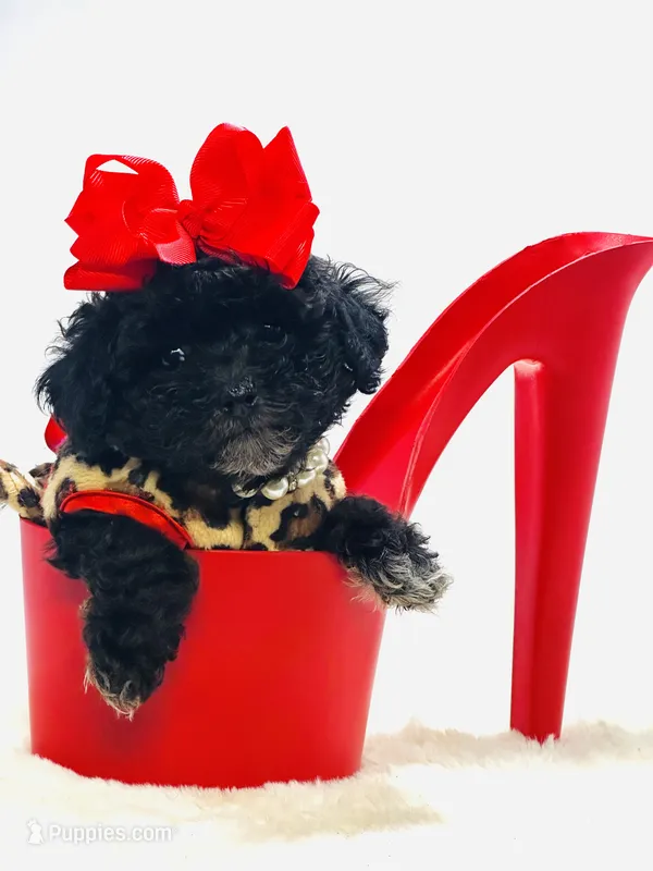 Yorkiepoo Girl 🩷 – Yorkipoo puppy for sale in Pearson, GA