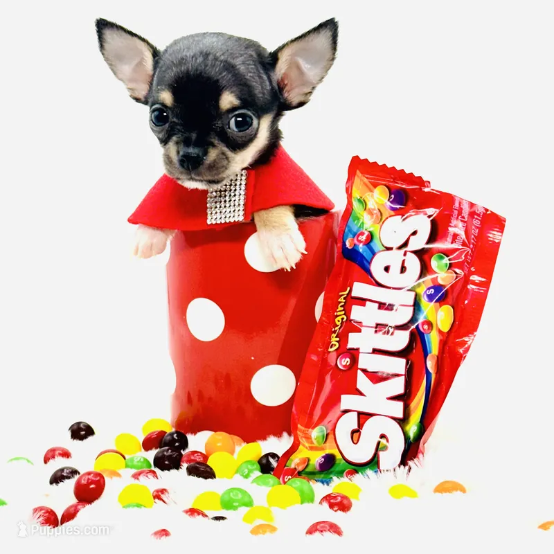 Micro Boy 💙 – Chihuahua puppy for sale in Pearson, GA