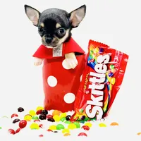 Micro Boy 💙, a male Chihuahua for sale in Pearson, GA – 8 of 10
