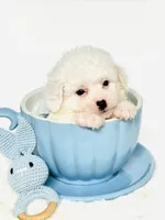 Bailey Boy 💙, a male Maltipoo for sale in Pearson, GA – 3 of 3